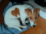 Jack Russell 5 mois