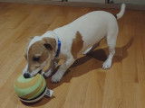 Jack Russell 5 mois