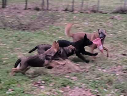 Chiots Berger Malinois à vendre