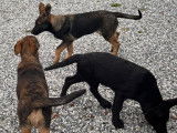 Chiots Berger Malinois à vendre