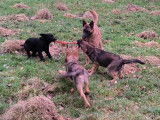Chiots Berger Malinois à vendre