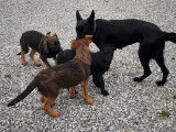 Chiots Berger Malinois à vendre