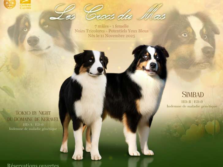 Chiots Berger Australien à vendre