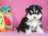 Elevage Tama-inu Chiots Pomsky Bourgogne-Franche-Comté