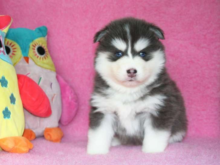 Elevage Tama-inu Chiots Pomsky Bourgogne-Franche-Comté