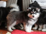 Elevage Tama-inu Chiots Pomsky Bourgogne-Franche-Comté