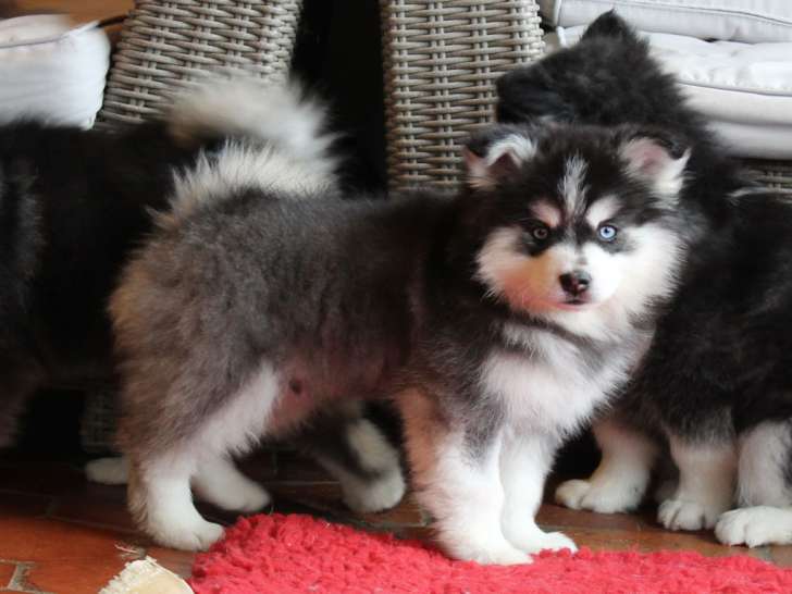 Elevage Tama-inu Chiots Pomsky Bourgogne-Franche-Comté