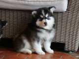 Elevage Tama-inu Chiots Pomsky Bourgogne-Franche-Comté