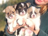 Chiots Welsh Corgi Pembroke à vendre