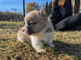Chiots Welsh Corgi Pembroke à vendre