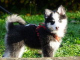 Chiots Pomsky à vendre