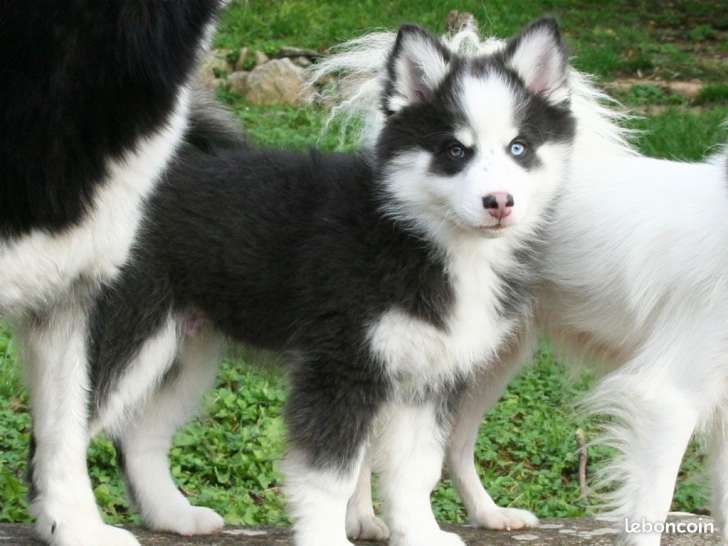 Chiots Pomsky à vendre
