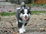 Chiots Pomsky à vendre
