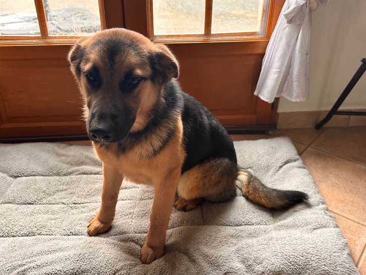 Chiot femelle Berger Allemand à donner