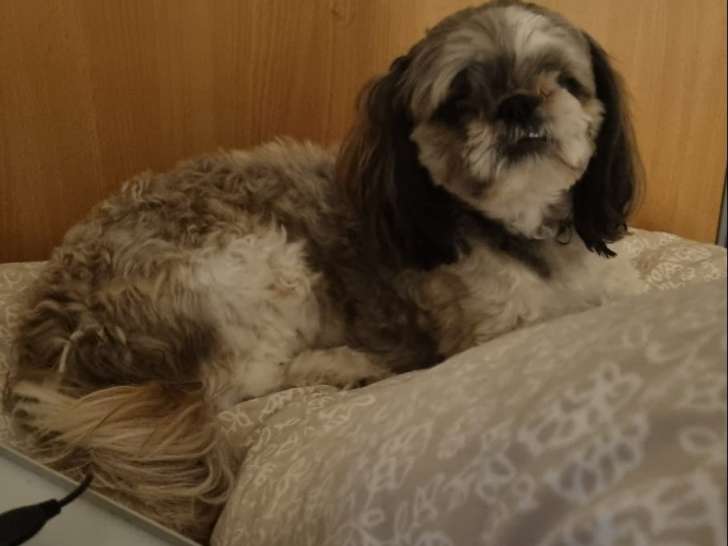 Mâle Jatzu disponible pour saillie