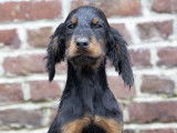 Chiots mâle Setter Gordon à vendre