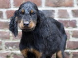 Chiots mâle Setter Gordon à vendre