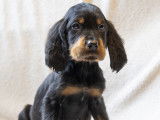 Chiots de type Setter Gordon à vendre (3 femelles & 2 mâles)