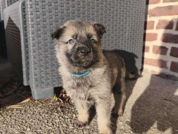 Chiots Berger Allemand de lignée travail LOF à vendre