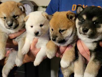 Chiots Shiba Inu à vendre