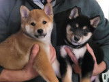 Chiots Shiba Inu &agrave; vendre