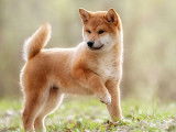 Chiots Shiba Inu &agrave; vendre