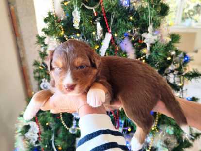 Magnifiques chiots Berger Australien à vendre