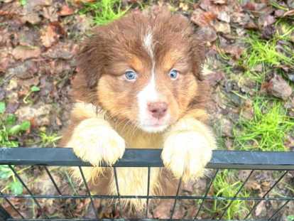 Magnifiques chiots Berger Australien &agrave; vendre