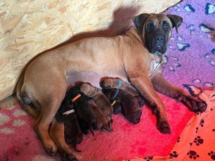Chiots Presa Canario LOF à vendre