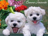 Chiot femelle Bichon Frisé disponible