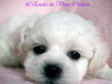 Chiot femelle Bichon Frisé disponible