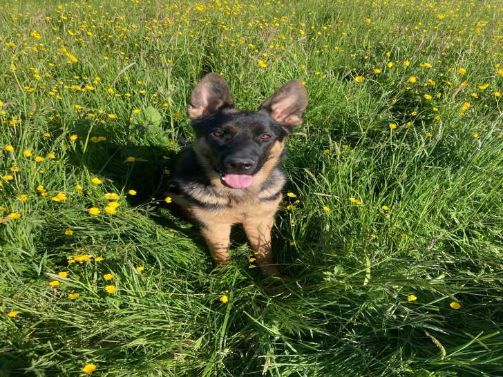 Mâle Berger Allemand de 4 ans disponible pour saillie