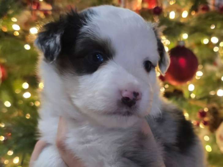 Chiots Berger American Toy à vendre