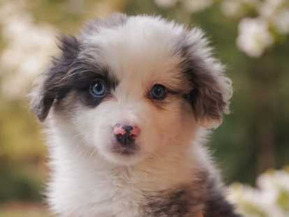 Chiots Berger American Toy &agrave; vendre