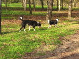 3 Border Collies à donner