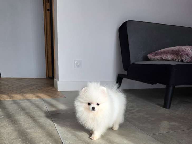 Chiot Spitz Nain Poméranien blanc de type ourson à vendre