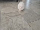 Chiot Spitz Nain Poméranien blanc de type ourson à vendre
