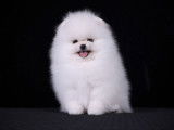 Chiot Spitz Nain Poméranien blanc de type ourson à vendre