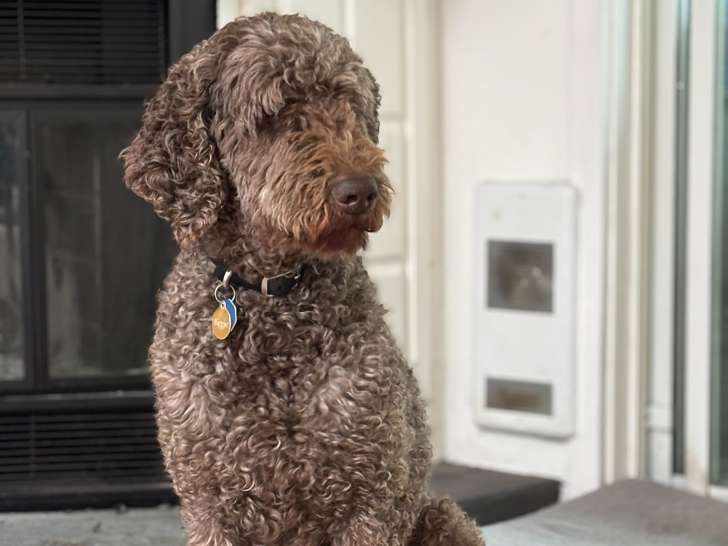 Mâle Caniche royal brun disponible pour saillie