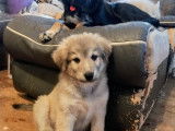 Chiots Husky croisés Bouvier Bernois et Golden à vendre