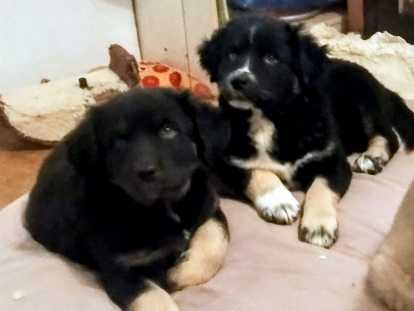 Chiots Husky croisés Bouvier Bernois et Golden à vendre