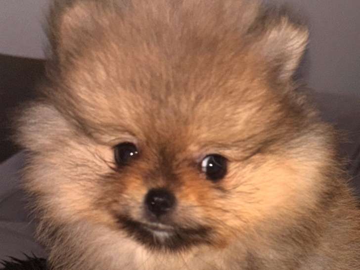 Chiot femelle Loulou de Poméranie à vendre