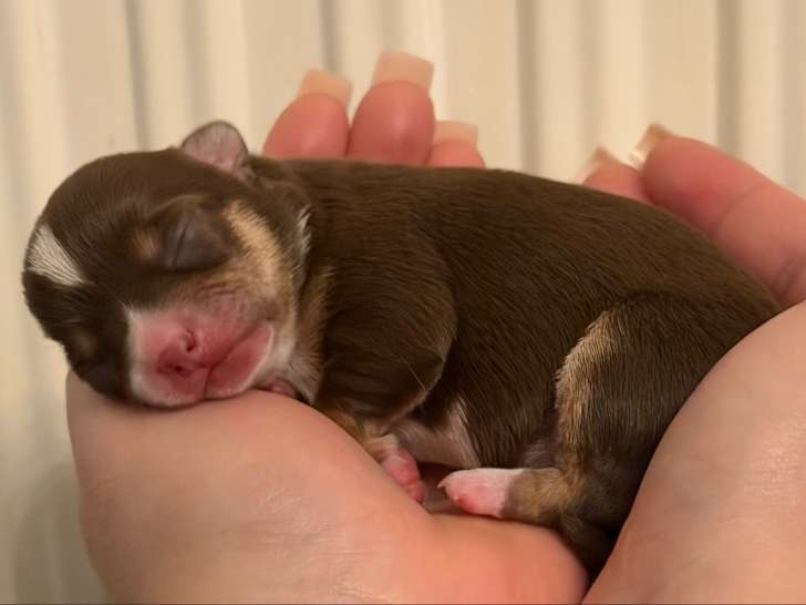 Chiots Chihuahua à réserver