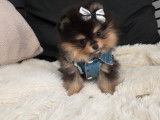 Chiots Spitz Nains Pomeranien de type ourson à vendre