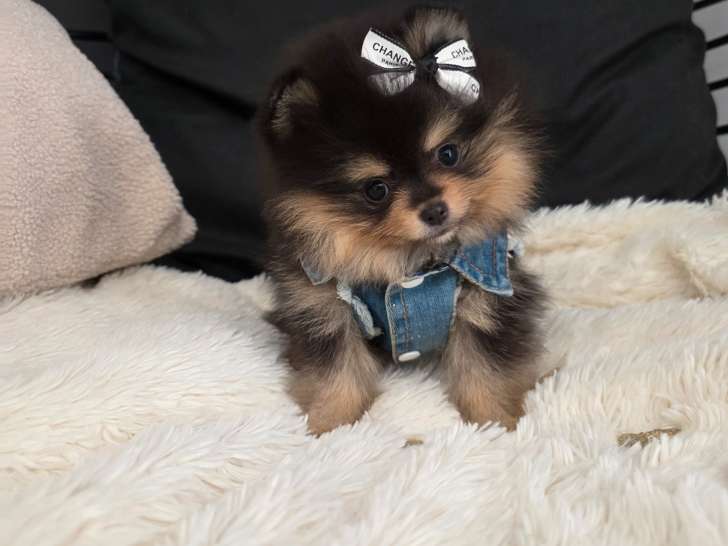 Chiots Spitz Nains Pomeranien de type ourson à vendre