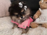 Chiots Spitz Nains Pomeranien de type ourson à vendre
