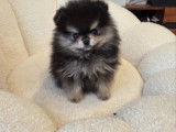 Chiots Spitz Nains Pomeranien de type ourson à vendre