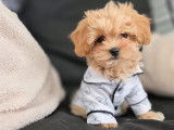 Chiots Maltipoo toy de lignée coréenne à vendre
