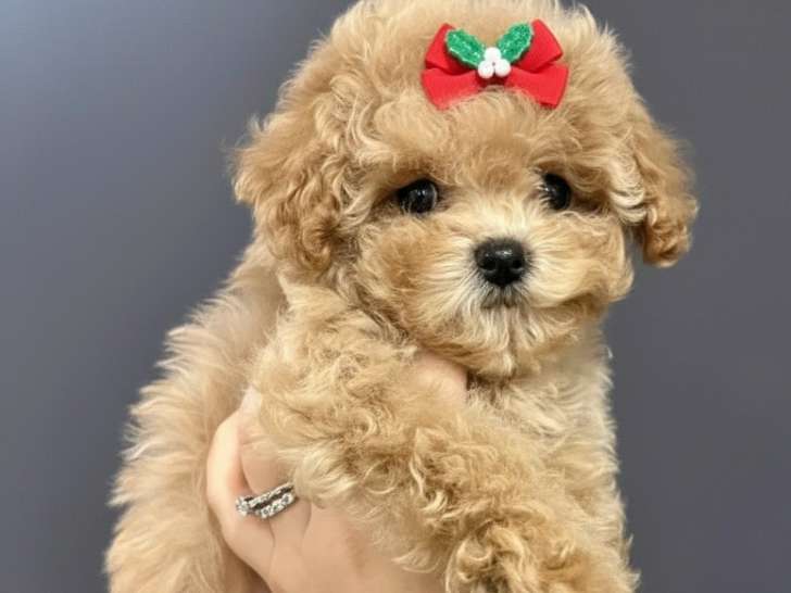 Chiots Maltipoo toy de lignée coréenne à vendre