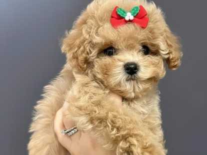 Chiots Maltipoo toy de lignée coréenne à vendre